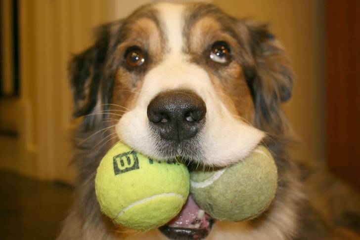Le plus grand nombre de balles de tennis dans la gueule d'un chien