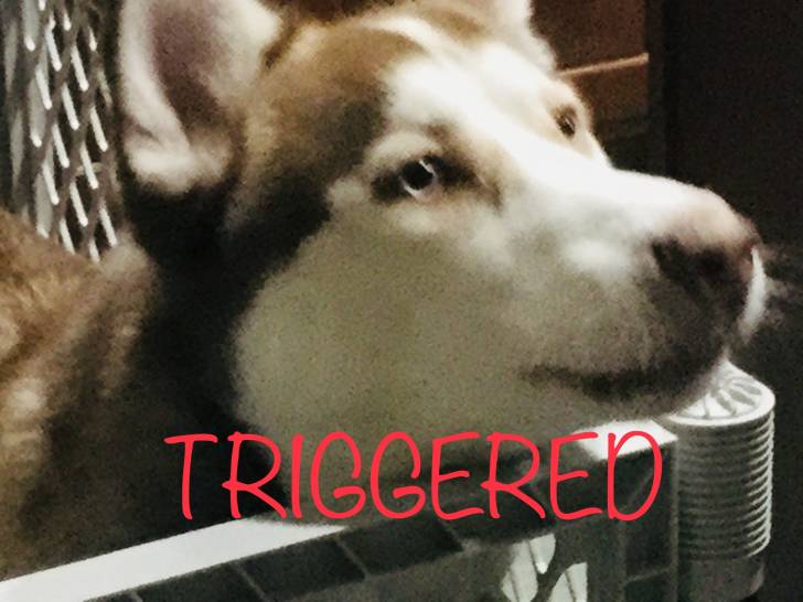 Blu Triggered - Mâle (9 mois)