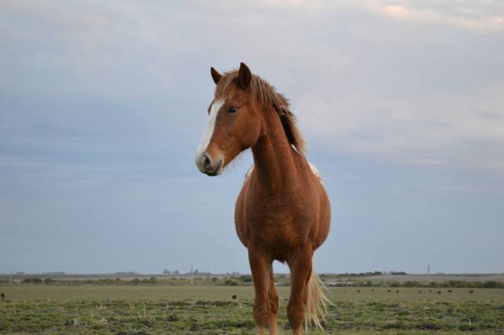Renato - Mâle (3 ans)