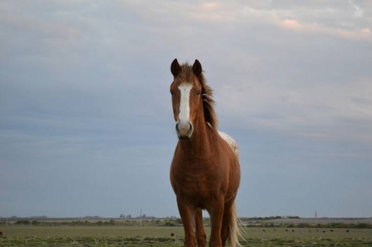 Renato - Mâle (2 ans)