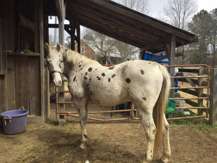 pecose - Mâle (17 ans)