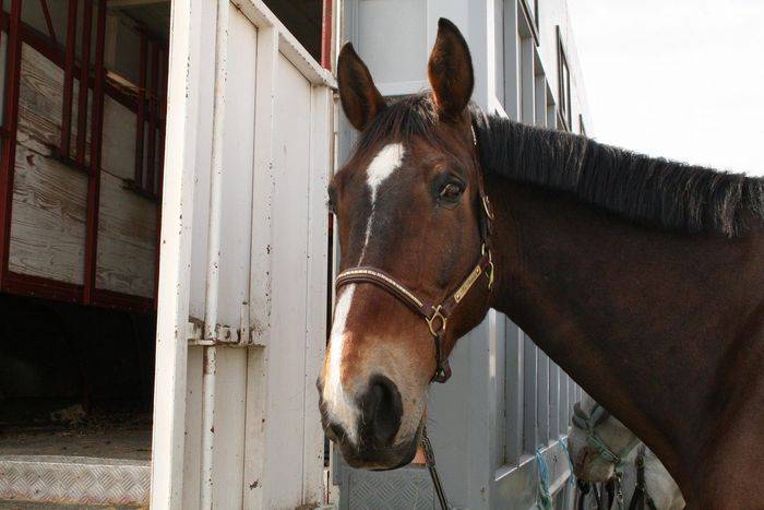 pacha - Mâle (12 ans)