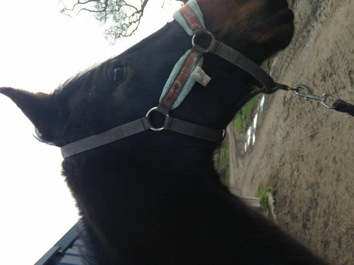 Douce Emeraude - (3 ans)