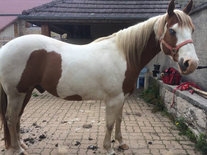 championhorse12 - (11 ans)