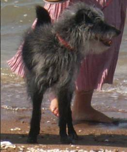 Bob - Mâle (13 ans)