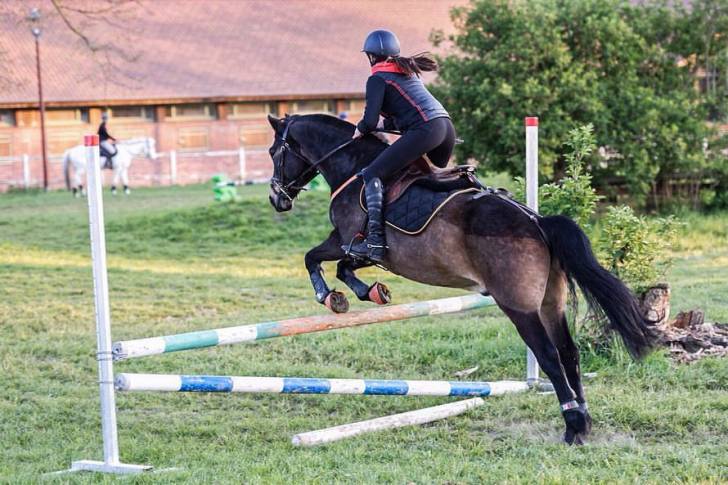 Pegaz de Monsures - Mâle (16 ans)