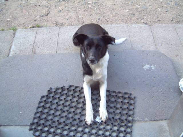 Rex - Mâle (4 mois)