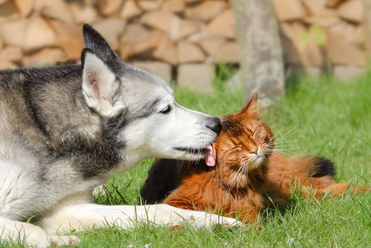 Un Somali se faisant lécher par un Husky