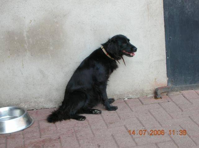 Cachou - (9 mois)