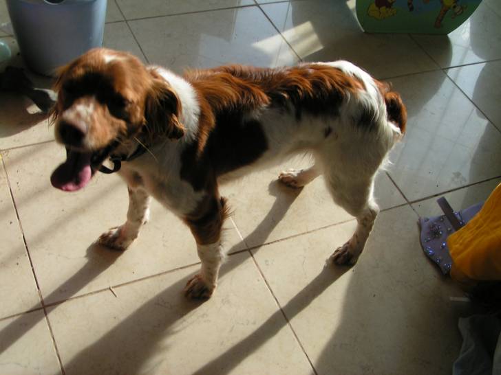 Comète 2 - (4 ans)