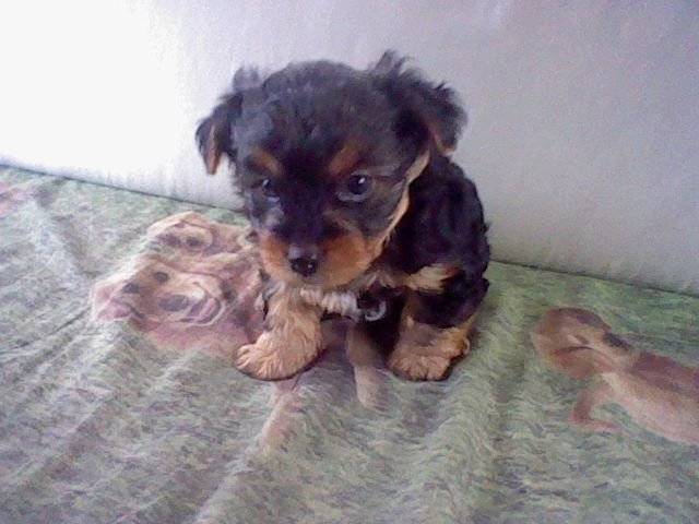 tayson - Mâle (3 mois)