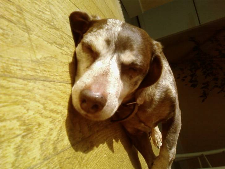 galopin - Mâle (7 ans)