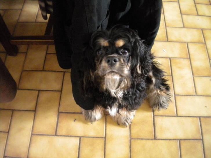 elara - Femelle (2 ans)