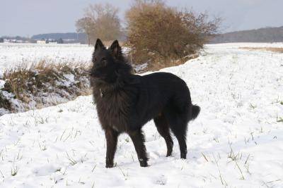 Ehron - Mâle (1 an)