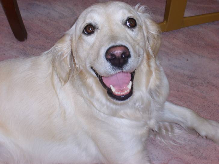 clara - Femelle (5 ans)