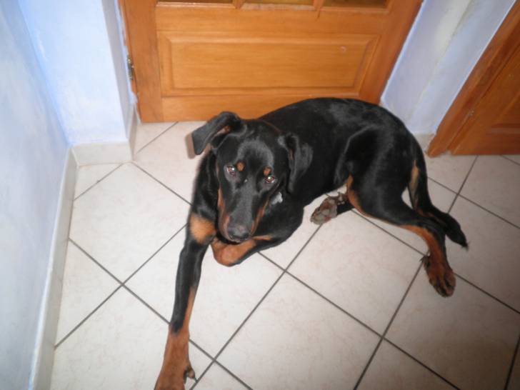 fidji - Femelle (1 an)