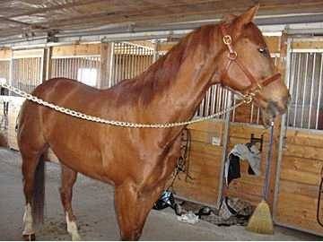 Saphira - (4 ans)