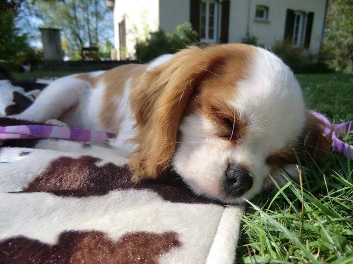 Filou - Mâle (4 mois)