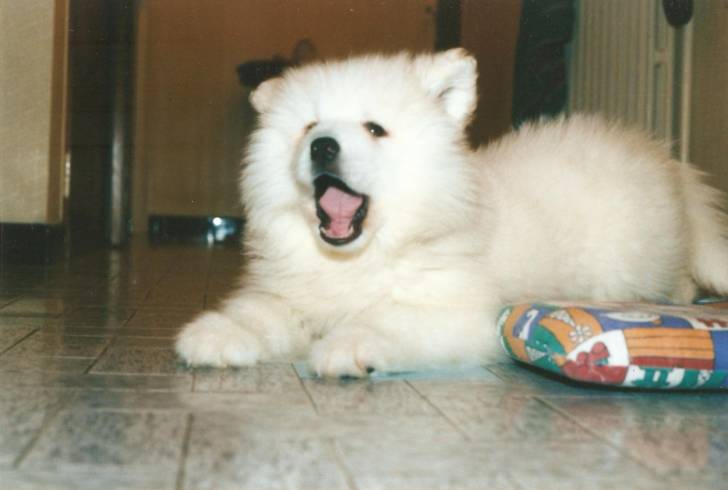 Shana - Femelle (9 ans)