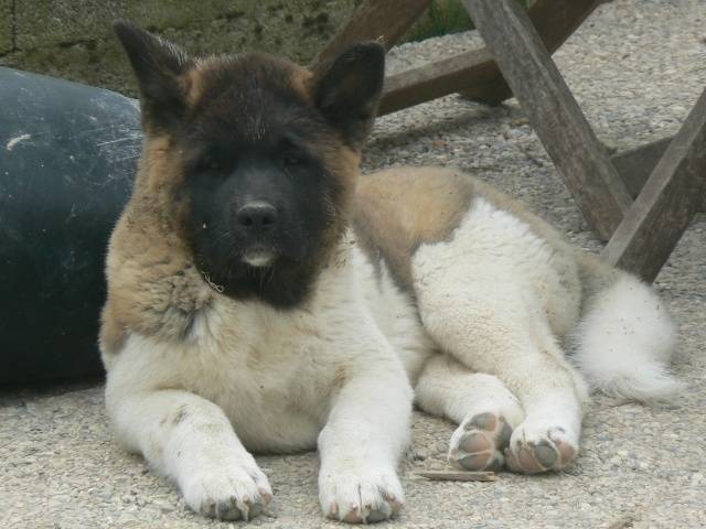 BA'Kita Flawless my Ziva - (9 mois)