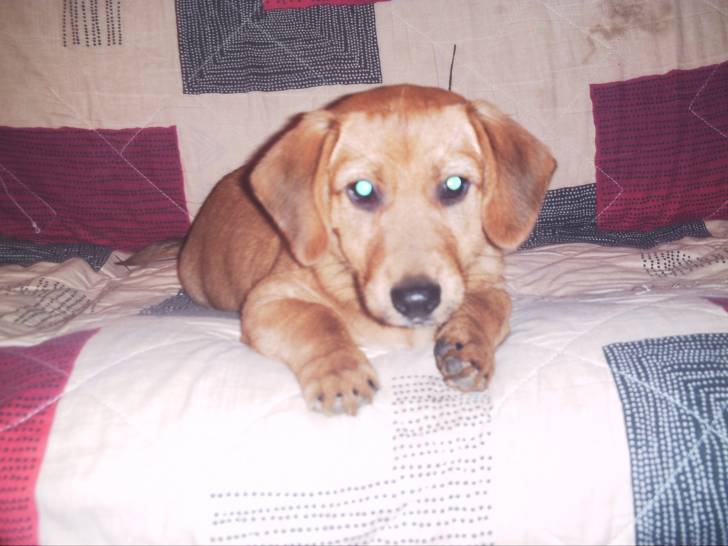 Desco - Mâle (2 ans)