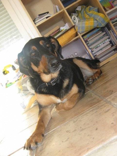 Max - Mâle (3 mois)