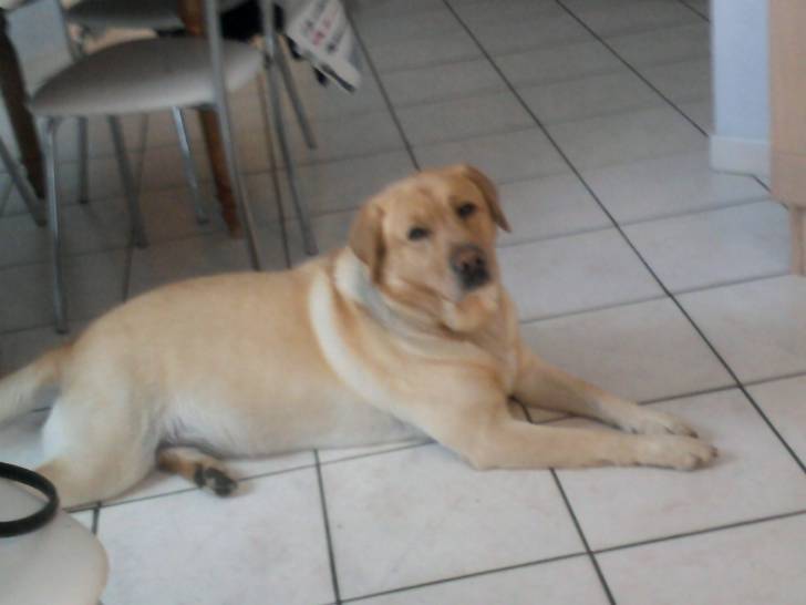 Congo - Mâle (4 ans)