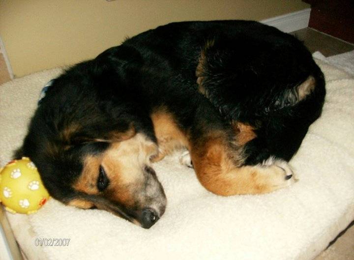 mia - Femelle (10 mois)