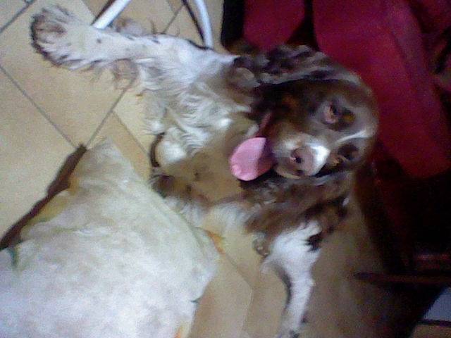 Berny - Mâle (4 ans)