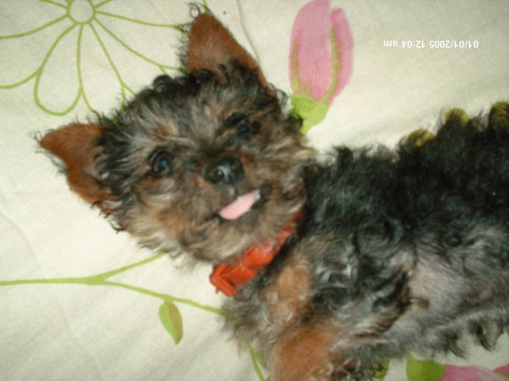 Krusty - Mâle (2 ans)