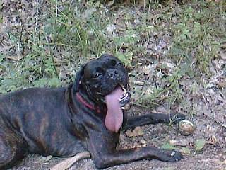 Booba - Mâle (3 ans)