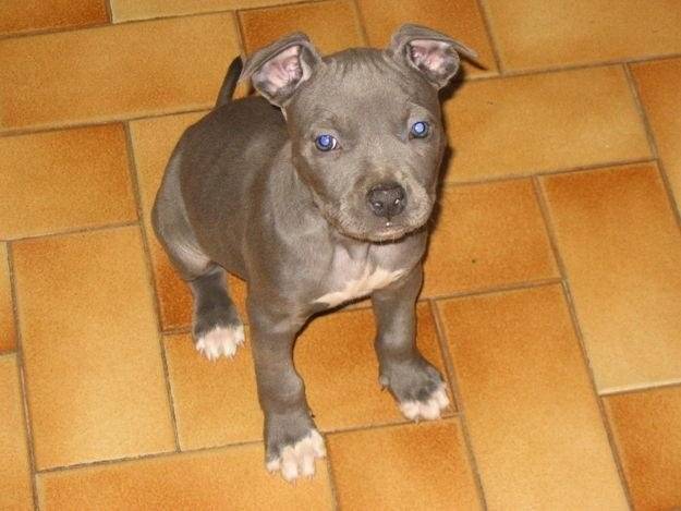 bibi - Mâle (1 mois)