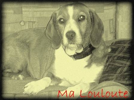 Vanille - Femelle (6 ans)