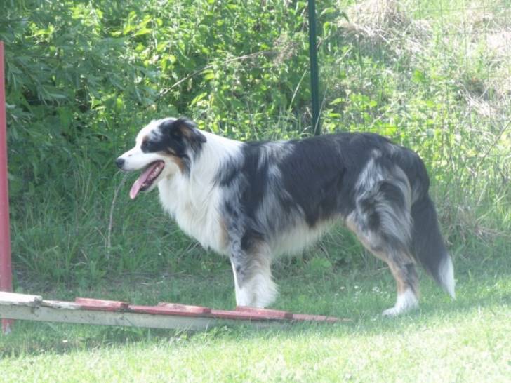 eagles - Mâle (1 an)