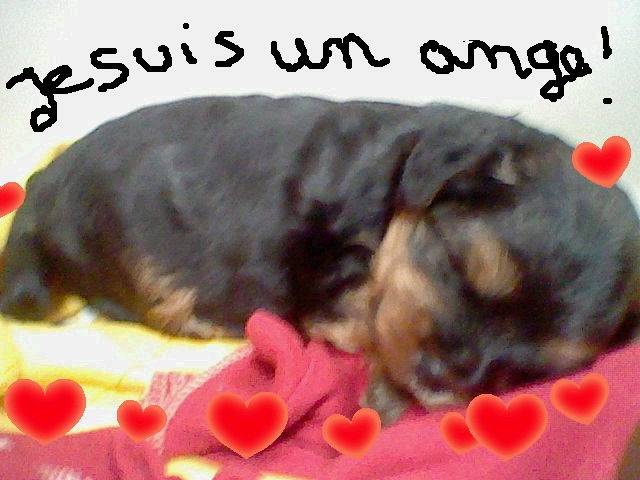 tayson - Mâle (2 mois)