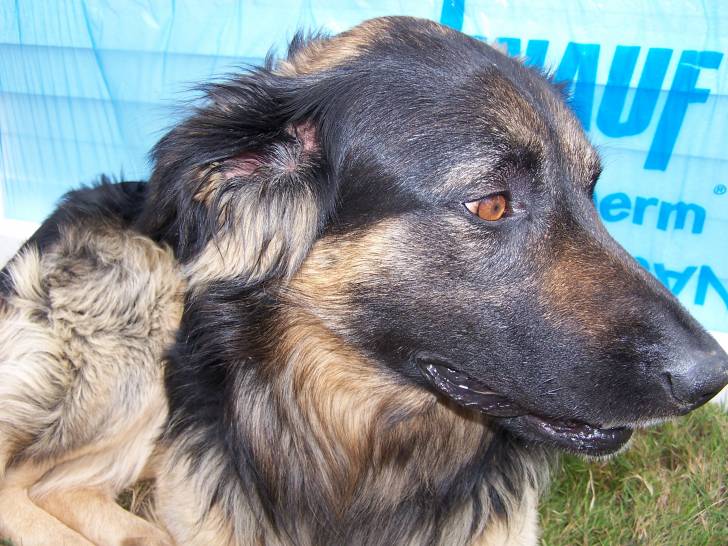 tiloup - Mâle (9 ans)