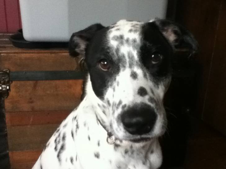 chanel - Femelle (7 ans)