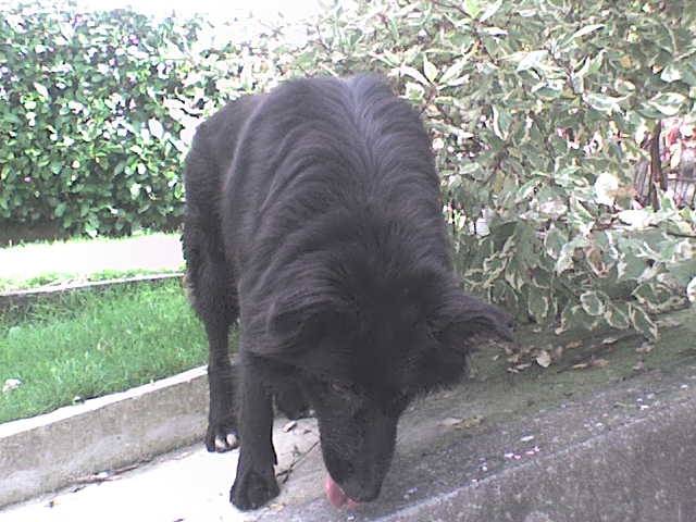 Blacky - Mâle (5 ans)