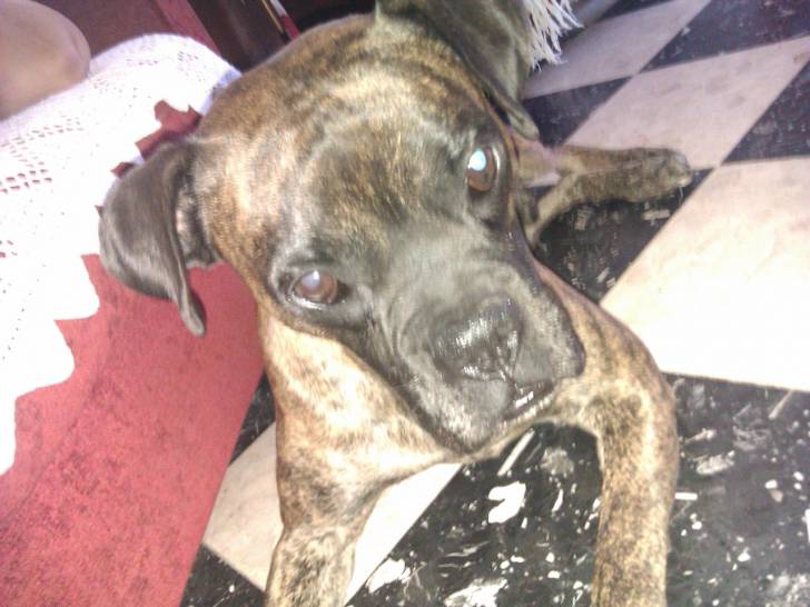 brutus - Mâle (8 ans)