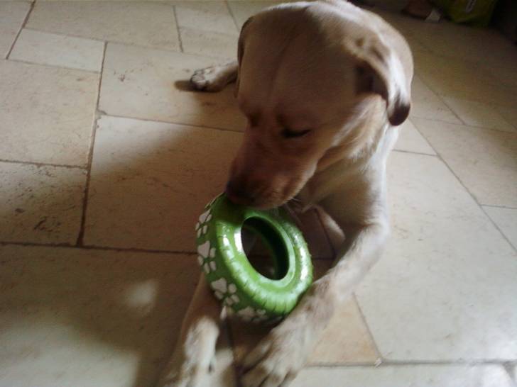 Duke - Mâle (2 ans)