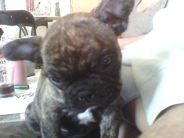 Booba - Mâle (7 mois)