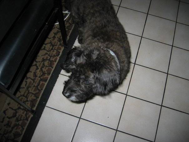 Tenki - Mâle (13 ans)