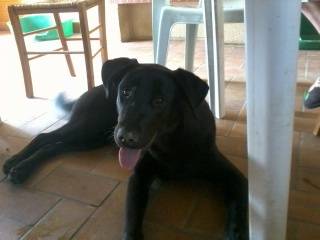 lyli - Femelle (10 mois)