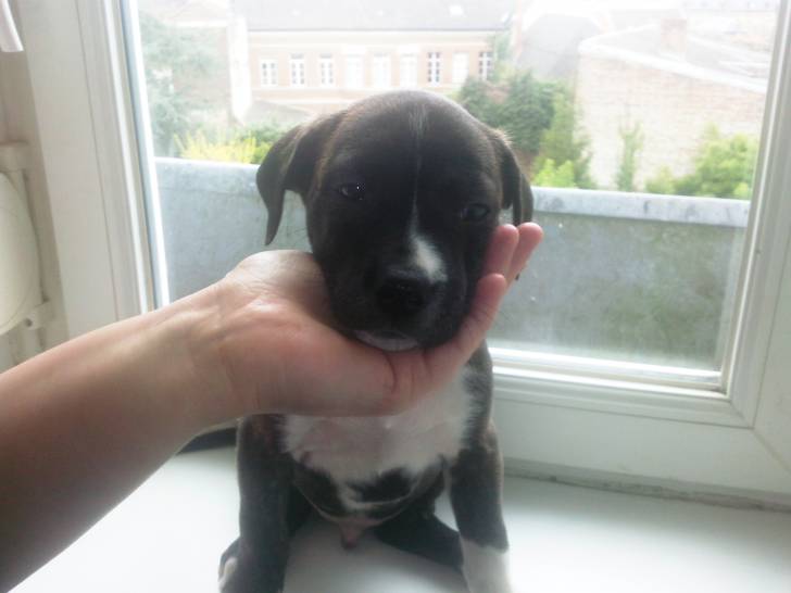 tyson - Mâle (1 mois)