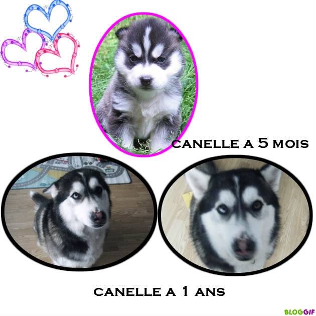 canelle - (1 an)