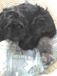 Snoopy et Vanille (quand elle était petite) -
