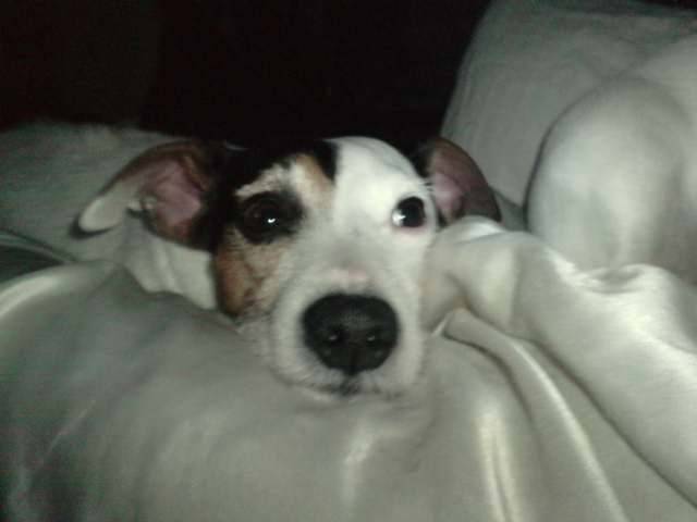 Bimbo - Mâle (5 ans)