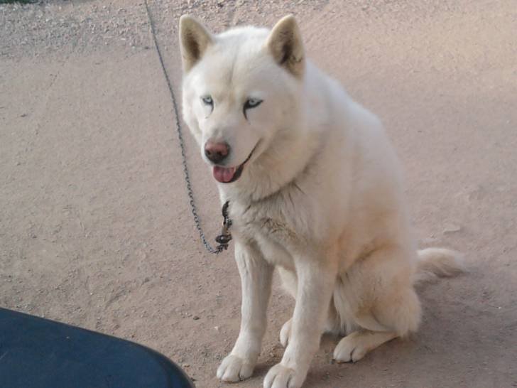 bachus - Mâle (6 ans)