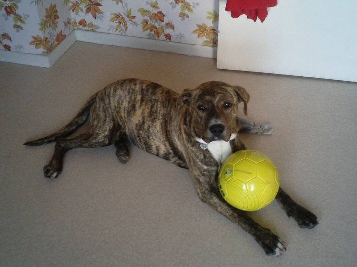 texas - Mâle (4 ans)