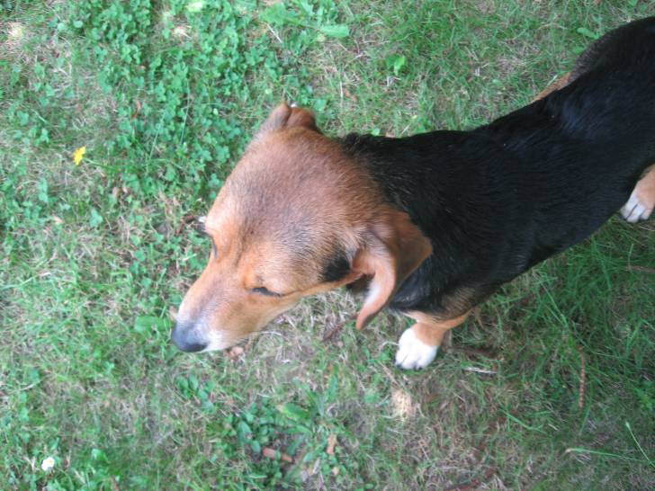 Scamp - Mâle (2 ans)